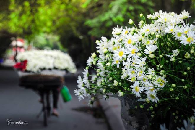 Những đóa cúc họa mi trắng xinh giữa đông Hà Nội